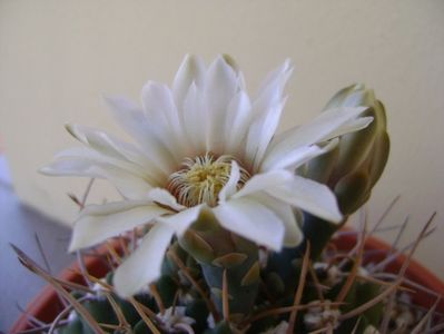 Gymnocalycium intermedium