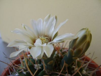 Gymnocalycium intermedium