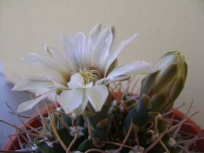 Gymnocalycium intermedium