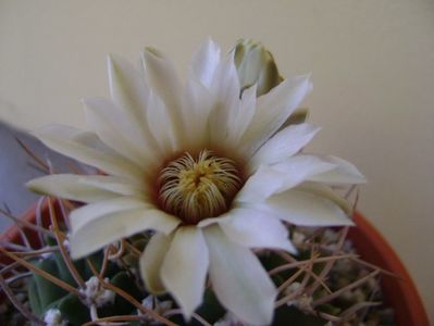 Gymnocalycium intermedium