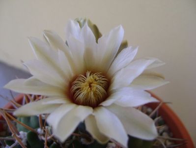 Gymnocalycium intermedium