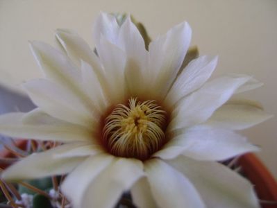 Gymnocalycium intermedium