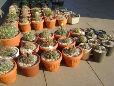 Grupul Gymnocalycium vara pe terasa