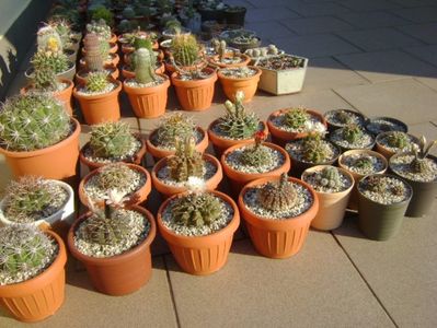 Grupul Gymnocalycium vara pe terasa