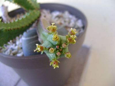 Euphorbia tubiglans