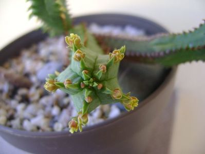 Euphorbia tubiglans