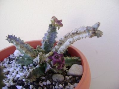 Caralluma europaea