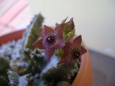 Caralluma europaea