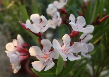 oleander (5)