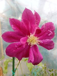 Clematis Red star, 2016