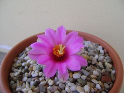 Mammillaria schumannii v. globosa (Bartschella schumannii)