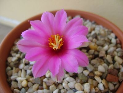 Mammillaria schumannii v. globosa (Bartschella schumannii)