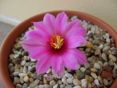 Mammillaria schumannii v. globosa (Bartschella schumannii)