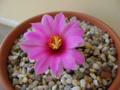 Mammillaria schumannii v. globosa (Bartschella schumannii)