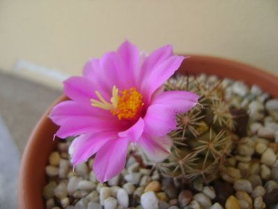 Mammillaria schumannii v. globosa (Bartschella schumannii)