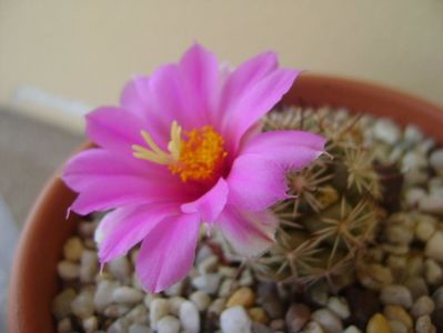 Mammillaria schumannii v. globosa (Bartschella schumannii)