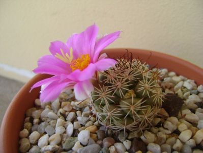 Mammillaria schumannii v. globosa (Bartschella schumannii)