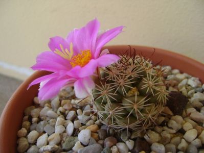 Mammillaria schumannii v. globosa (Bartschella schumannii)