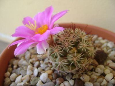 Mammillaria schumannii v. globosa (Bartschella schumannii)