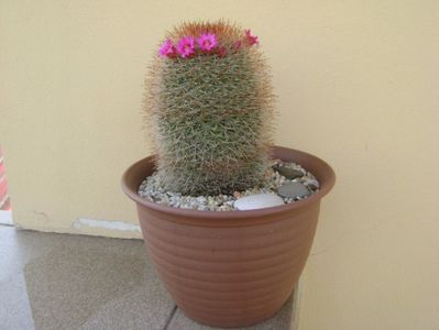 Mammillaria spinosissima