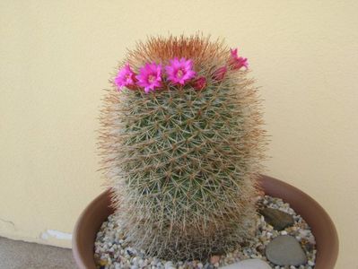 Mammillaria spinosissima