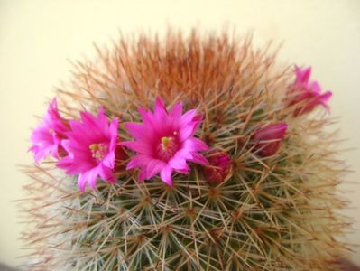 Mammillaria spinosissima