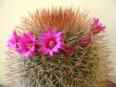 Mammillaria spinosissima