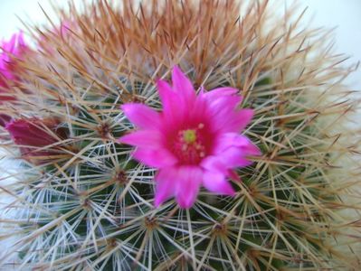 Mammillaria spinosissima