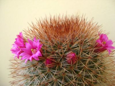 Mammillaria spinosissima