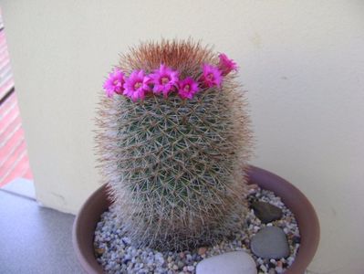 Mammillaria spinosissima