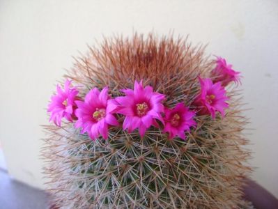 Mammillaria spinosissima