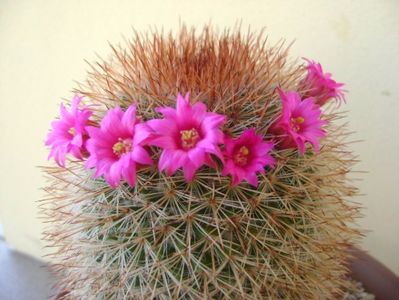 Mammillaria spinosissima