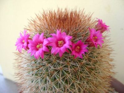 Mammillaria spinosissima