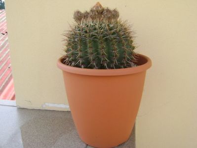 Notocactus bommeljei (Parodia tabularis v. bommeljei)