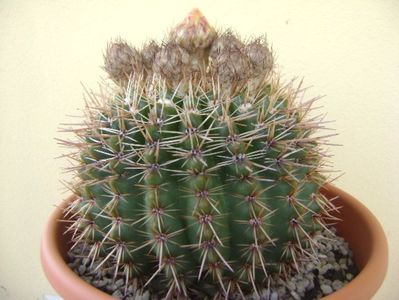 Notocactus bommeljei (Parodia tabularis v. bommeljei)