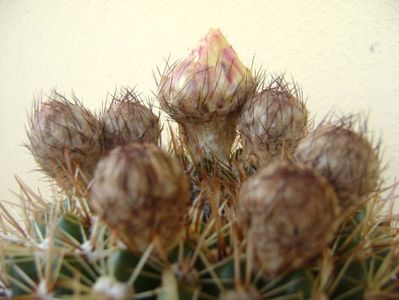 Notocactus bommeljei (Parodia tabularis v. bommeljei)