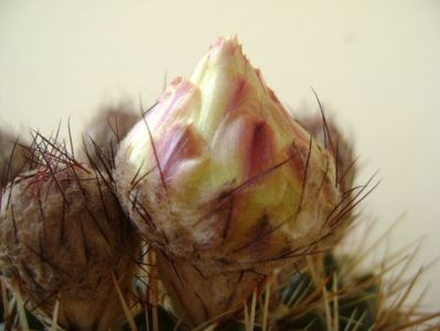 Notocactus bommeljei (Parodia tabularis v. bommeljei)