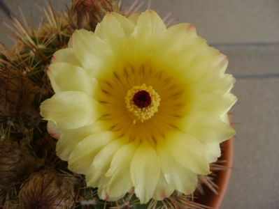 Notocactus bommeljei (Parodia tabularis v. bommeljei)