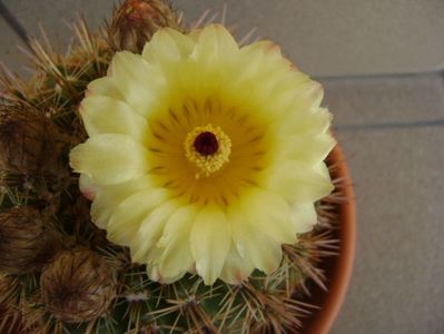 Notocactus bommeljei (Parodia tabularis v. bommeljei)