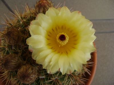 Notocactus bommeljei (Parodia tabularis v. bommeljei)