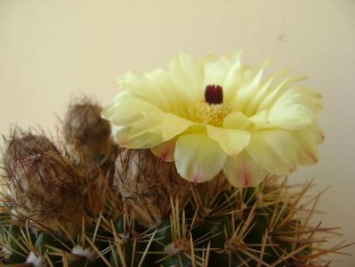 Notocactus bommeljei (Parodia tabularis v. bommeljei)