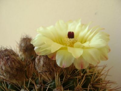 Notocactus bommeljei (Parodia tabularis v. bommeljei)