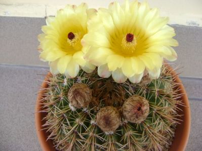 Notocactus bommeljei (Parodia tabularis v. bommeljei)