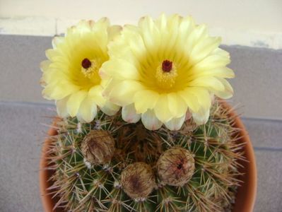 Notocactus bommeljei (Parodia tabularis v. bommeljei)