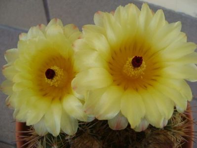 Notocactus bommeljei (Parodia tabularis v. bommeljei)