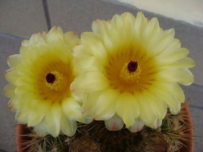 Notocactus bommeljei (Parodia tabularis v. bommeljei)