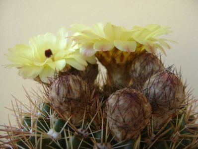 Notocactus bommeljei (Parodia tabularis v. bommeljei)