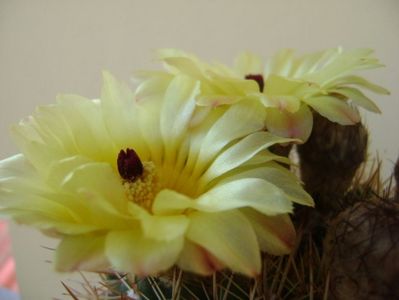 Notocactus bommeljei (Parodia tabularis v. bommeljei)