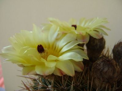 Notocactus bommeljei (Parodia tabularis v. bommeljei)