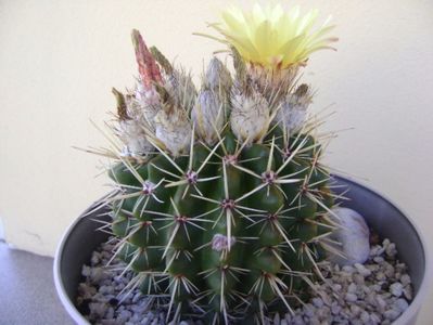 Notocactus mammulosus (Parodia mammulosa ssp. submammulosa)